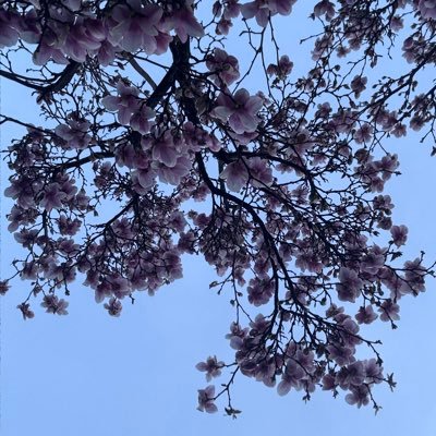 zidicho's profile picture. 