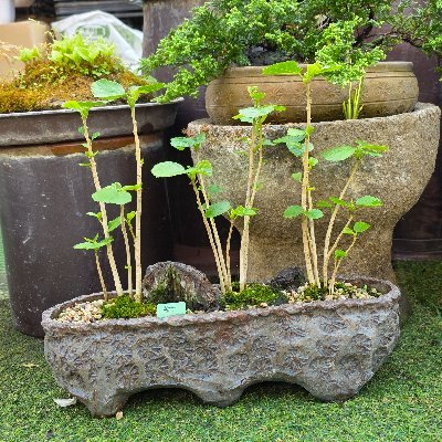 thinkplanner's profile picture. 자연스럽게 평화롭게