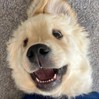 SD (@danminchen) 's Twitter Profile