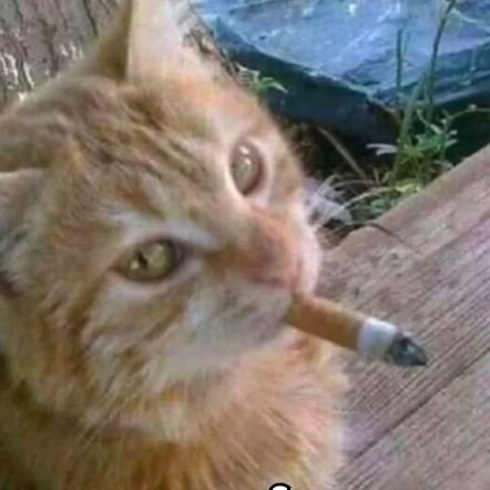 Rikthebluerock's profile picture. seek elsewhere💙