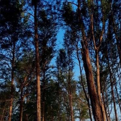 Agsdwsssss's profile picture. The sunset is beautiful, isn't it?