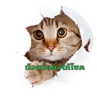 น้องมั้งคั่ง (@regi_2001) 's Twitter Profile Photo น้องมั้งคั่ง (@regi_2001) 's Twitter Profile Photo