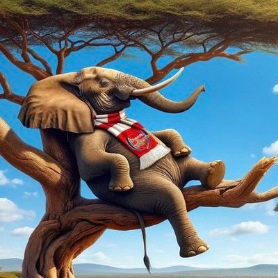 KaysAllan's profile picture. chess is my drug
Top Arsenal fan #COYG