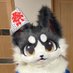 おもち & チロル🐶 (omochi & chiroru 🐶) (@omochi_furryken) Twitter profile photo おもち & チロル🐶 (omochi & chiroru 🐶) (@omochi_furryken) Twitter profile photo