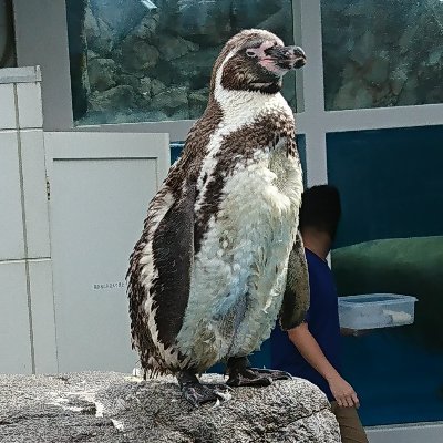 kucc25_KS_oku's profile picture. 漫研新入生です。男です。絵のダメ出し歓迎しています。