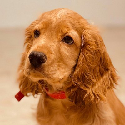 jov40285's profile picture. I am Maxxo 🐶 | Cocker Spaniel living my best life | Lover of treats, belly rubs & adventures | Here to spread pawsitivity! 🐾✨