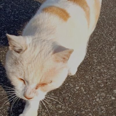 生まれ育ちは津軽。これまでに南部方面を渡り歩いてきた一端のエンジニア(多分w)人生半ば、彼は今も尚、自身の最終着地地点を探し続けている。
本アカウントの詳細は固定ポストをご覧ください🙇
サブ垢→ @TV30748535