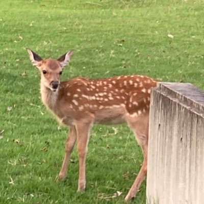 ffuurru's profile picture. 病後、心身共にダウン。また大好きな1人旅ができるようチャレンジ中。フォロー返しは致しません。したいと思われたらして いただき、したくなければしないスタンスでお願い致します。