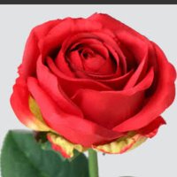 hakan guney (@goc_rustem18477) 's Twitter Profile