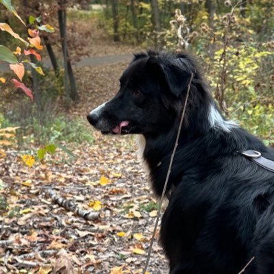 Stefranskii's profile picture. I'm just a silly pup that loves car rides and steak and I like to comment on posts on X.