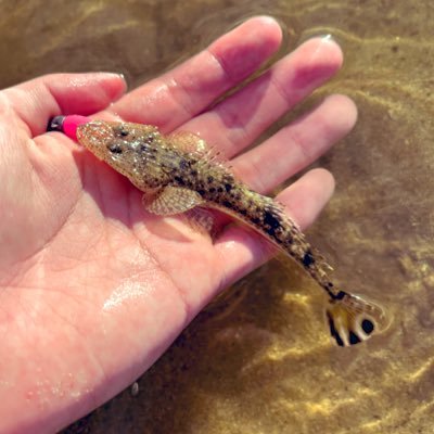 No fishing No life. チニング、エリアトラウト、海上釣り堀etc…
