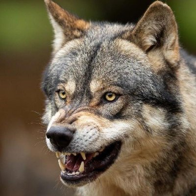 BozkurtSahanlar's profile picture. kriptoya girdiğim güne lanet olsun