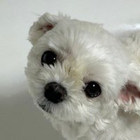 붕 (@daebeogbeog06) 's Twitter Profile