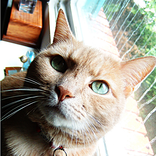 InsistentKitty's profile picture. Time to feed me!