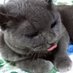 さくらでんぶ📅🐈 (@solferino) Twitter profile photo さくらでんぶ📅🐈 (@solferino) Twitter profile photo
