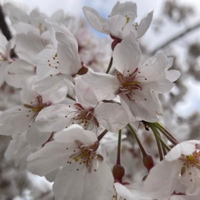 育休中。R6.10〜社労士勉強開始。独学。FP勉強垢→シャロ勉垢。FP1級取得済(R5.9学科150点 R6.2実技136点)