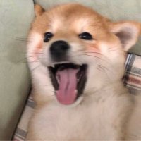 这里是方方吖 (@mangzaixhg) 's Twitter Profile