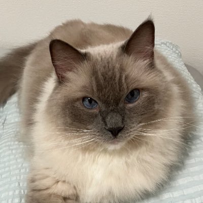 majanmoffmoff's profile picture. CITを名乗りたいフルリモート情シスの鉄砲玉/データをいい感じにアレする会社の麻雀部部長/DJ/MOTHER2/ラグドール/大井の妻