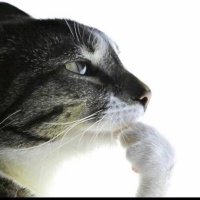 Kiwi (@kiwi59414957) 's Twitter Profile