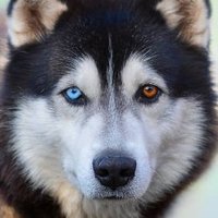 onedoggnight (@onedoggnight) 's Twitter Profile Photo