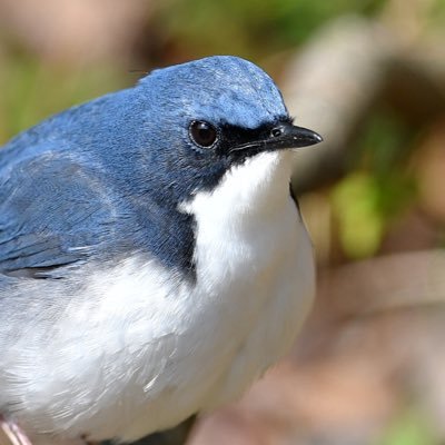 ひとりでいろいろ歩いて全て手持ちで撮っています。 毎日季節の鳥を紹介しております。 基本餌付けの鳥は撮りませぬ。本音もつぶやくようにしていきます。ブロック歓迎。
