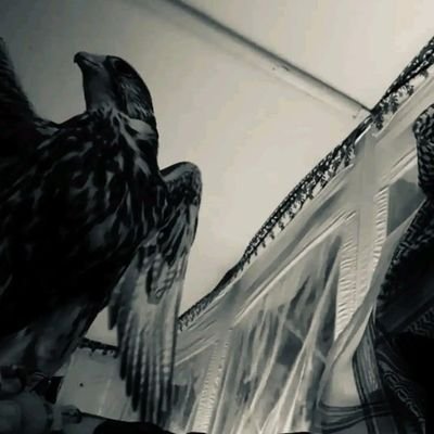 eln81l's profile picture. 