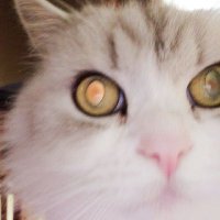土砂降り (@kyoumodoshaburi) 's Twitter Profile