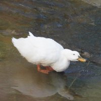 silverduck (@silverduck67467) 's Twitter Profile