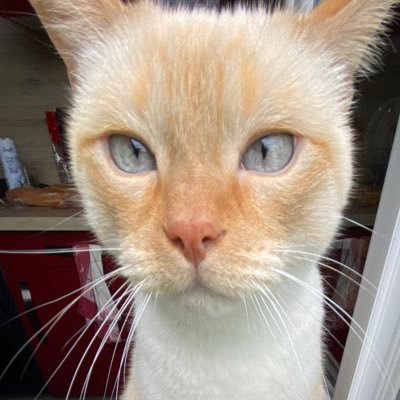 StnCassandra's profile picture. 