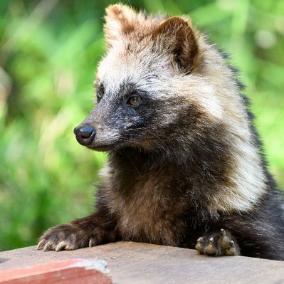 たぬき (@YJTheRaccoonDog) / Posts / X