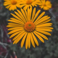 ZAFER ZAMANI (@zafenzafen) 's Twitter Profile
