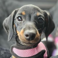 Piperguppy (@aliciadean76930) 's Twitter Profile
