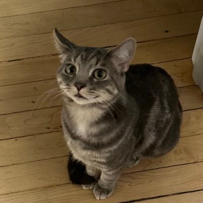 durtynurty's profile picture. dez caught it, luver of burds and Justin was (😕) the franchise