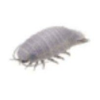 AnjayKemana's profile picture. 