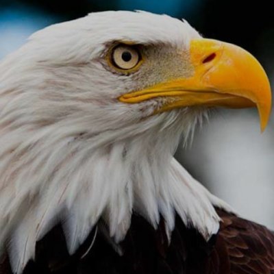 LuchoA990's profile picture. Capitalista,Anti comunista,Anti correista,Anti zurdos,Anti wokes y Anti progres
#RedDeTuiterosDemocraticos