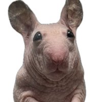 とりにくとなかまたち🐹 (@miso_daifukuham) 's Twitter Profile Photo