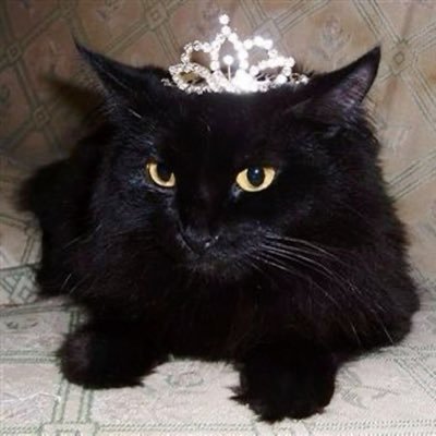 lapissminus's profile picture. fan account