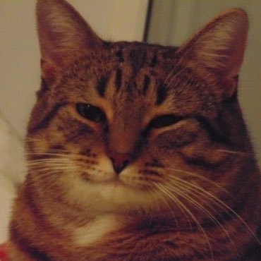 softqtbear's profile picture. hiiiii ʕ｡•ᴥ•｡ʔ ~ 23 ~ enby ~ they/them ~ t4t 🏳️‍⚧️🇵🇸