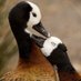 Freebirdie (@freeland878) Twitter profile photo Freebirdie (@freeland878) Twitter profile photo