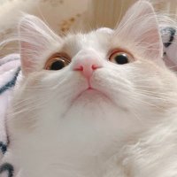 咳で死んでますbot (@unchi_oushiiiii) 's Twitter Profile