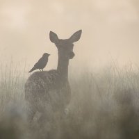 الفتاة التي لا تهادن الشر. (@_smikg) 's Twitter Profile