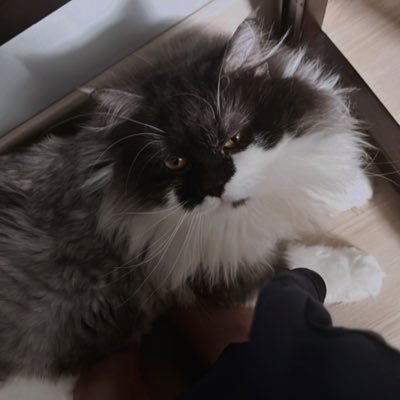 dittameidy's profile picture. 