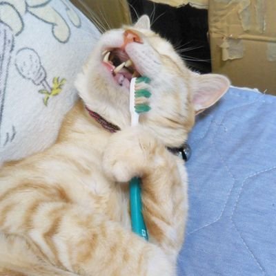 RikuMyu's profile picture. ねことか、推しとか、楽しいことだけ
／／／積み上げて また叩き壊して 今僕が立ってる居場所を 嫌いながら 愛していく ここにある景色を讃えたい

いちばん期待してるアーティストは歌う月さんです🌙オリジナル曲は音源こちらから🎧https://t.co/jB5PwNHCwC