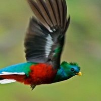 GuatemalaLibre (@88libre) 's Twitter Profile