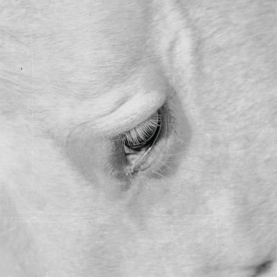 ManOrHorse's profile picture. spirit free, body gravitated