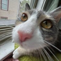kim (@dookiewhale) 's Twitter Profile