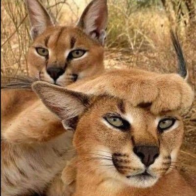 caracalさんのプロフィール画像