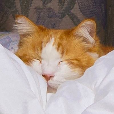 猫 鳥 蝶 生き物 植物 食べること 水曜どうでしょう 旅 セブチ
垢分けしてないのでツイの内容は好きな物について色々