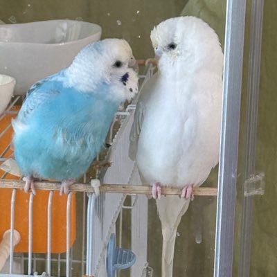 Aki_270303's profile picture. 料理やお菓子作りや物作り🌱娘に譲りながらもやっぱり私もやる😆🌟 そしてもう少し元気に向かって前進💕🌹💕