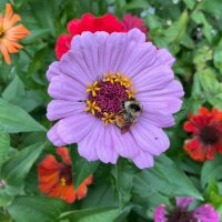 Barb Rahn (@picassofox7) 's Twitter Profile